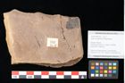 Foto (Objekt + Etikett) von Quercus palaeoilex Ettingshausen (NHMW-GEO-2024-0188-0752)